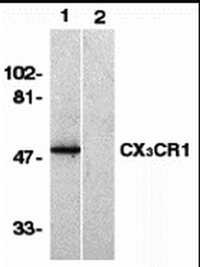 CX3CR1 Antibody in Western Blot (WB)