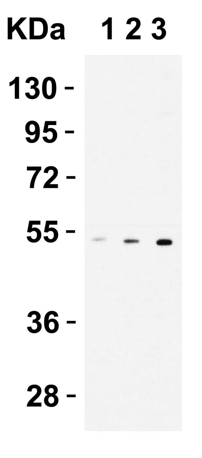 CX3CR1 Antibody in Western Blot (WB)