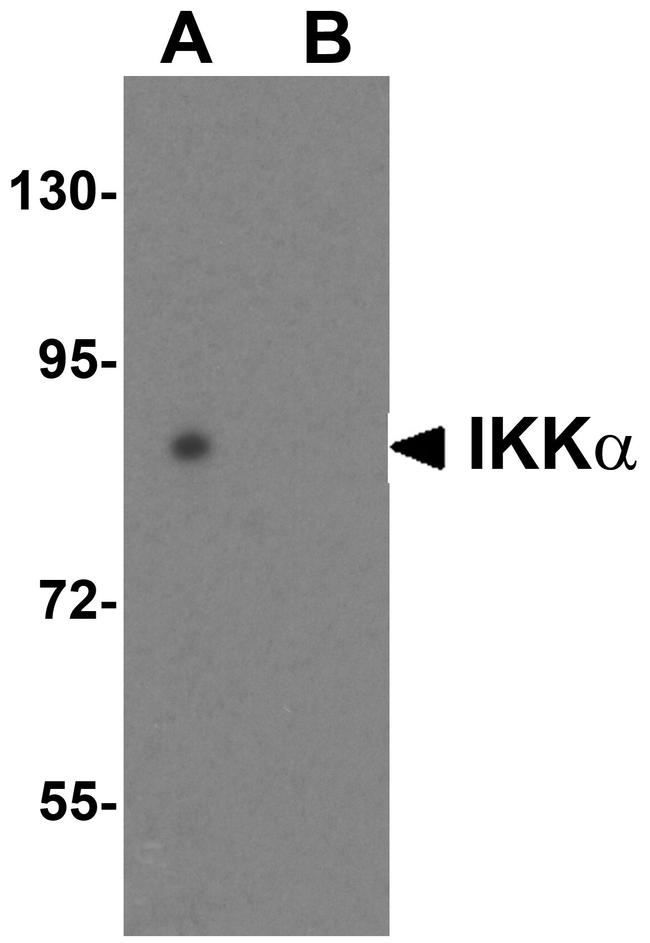 IKK alpha Antibody in Western Blot (WB)