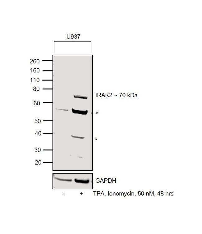 IRAK2 Antibody in Western Blot (WB)