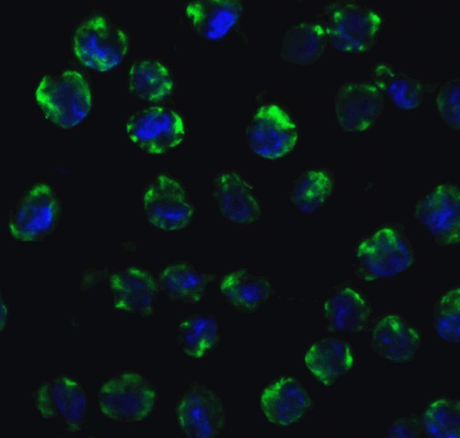 MyD88 Antibody in Immunocytochemistry (ICC/IF)