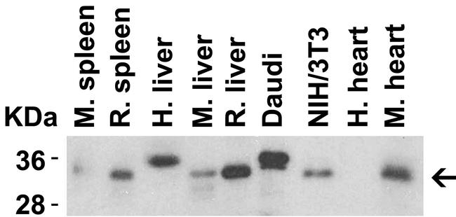 MyD88 Antibody in Western Blot (WB)