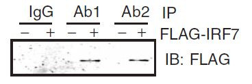 MyD88 Antibody in Immunoprecipitation (IP)