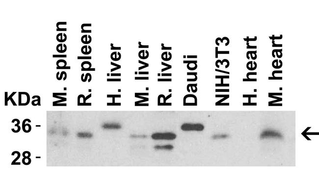 MyD88 Antibody in Western Blot (WB)