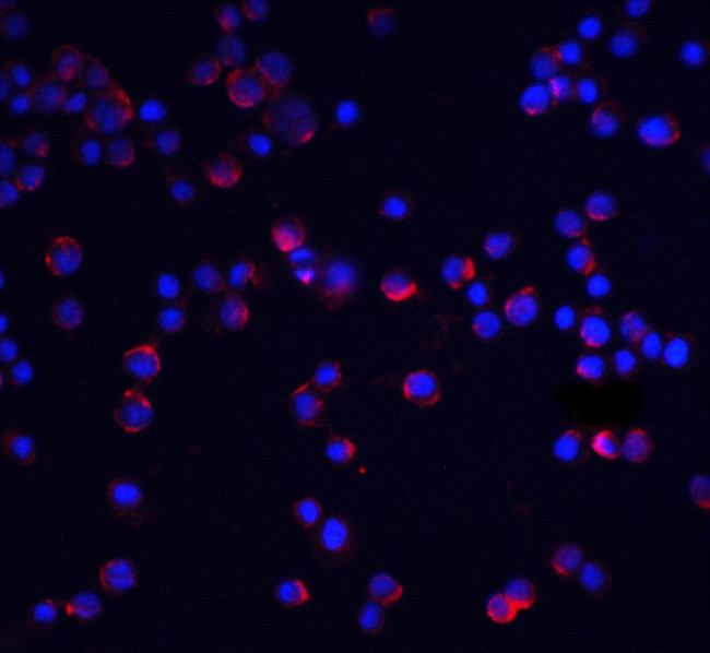 IL-1RAcP Antibody in Immunocytochemistry (ICC/IF)