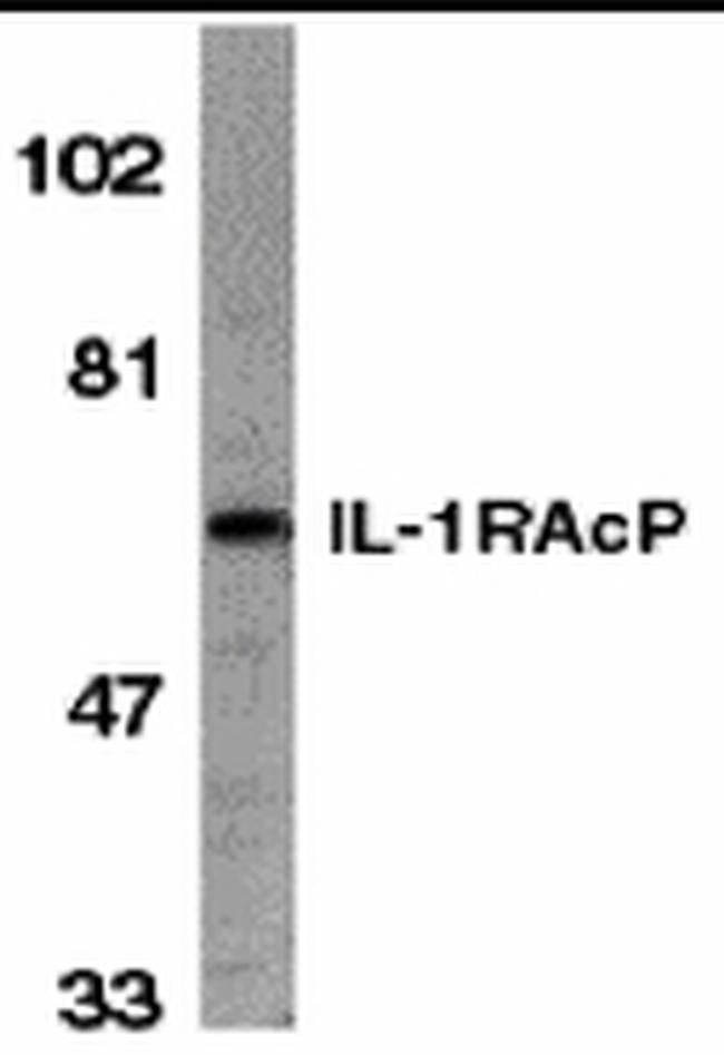 IL-1RAcP Antibody in Western Blot (WB)