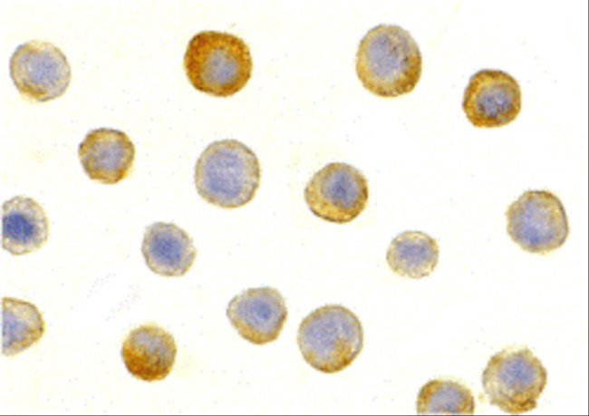 IL-1RAcP Antibody in Immunocytochemistry (ICC/IF)