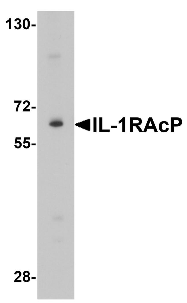 IL-1RAcP Antibody in Western Blot (WB)