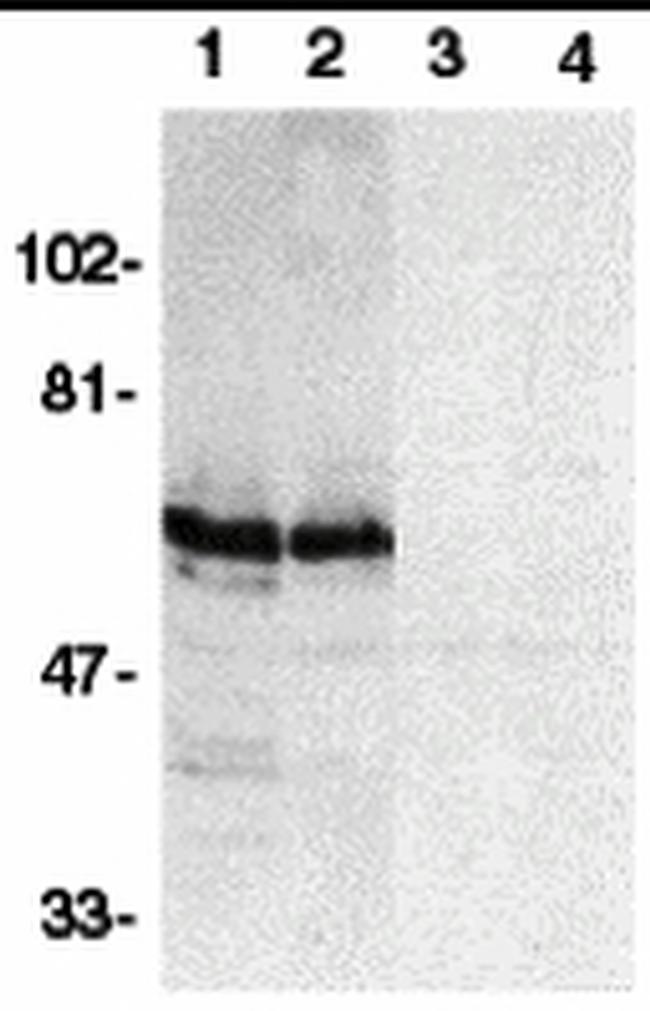 BAG4 Antibody in Western Blot (WB)