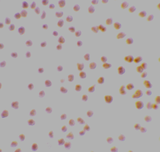 DRAK1 Antibody in Immunocytochemistry (ICC/IF)