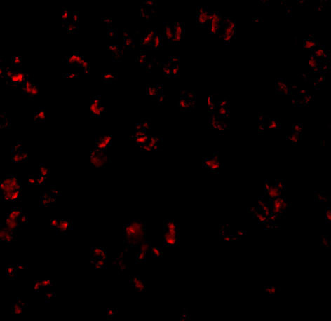 Bcl-10 Antibody in Immunocytochemistry (ICC/IF)