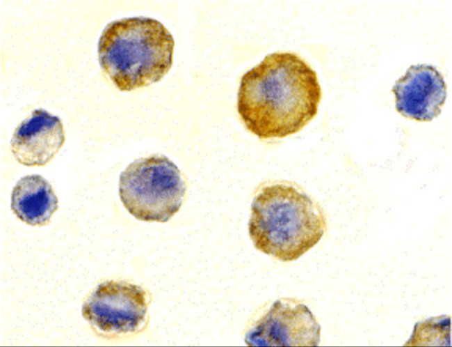 CD263 (TRAIL-R3) Antibody in Immunocytochemistry (ICC/IF)