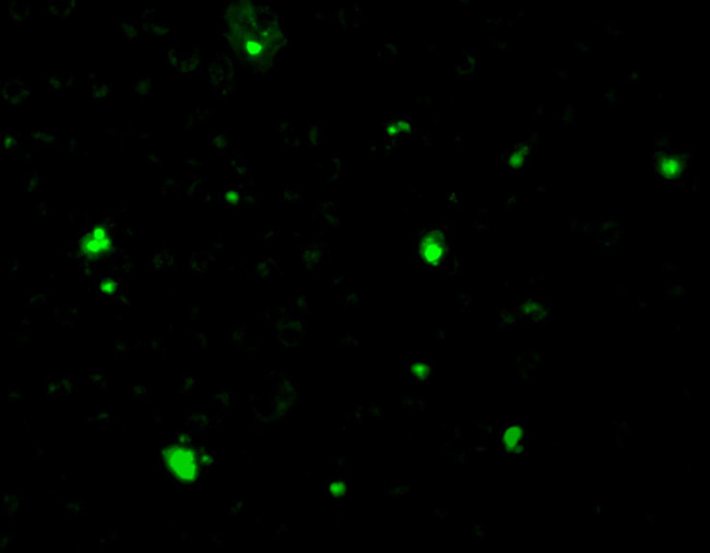 Acinus Antibody in Immunocytochemistry (ICC/IF)