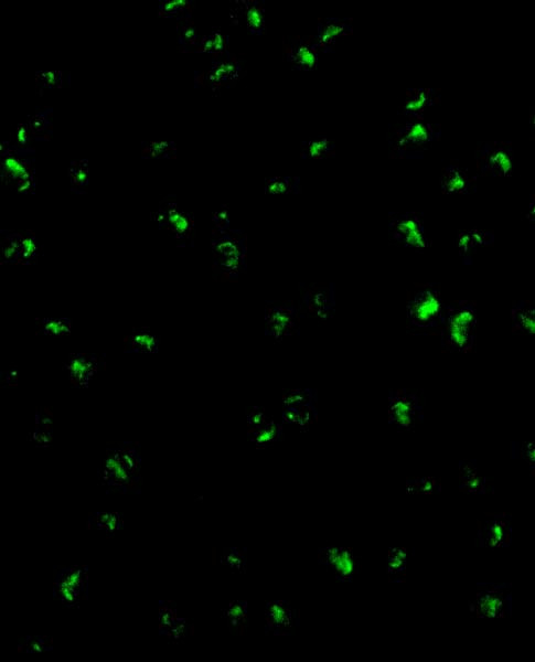 Acinus Antibody in Immunocytochemistry (ICC/IF)