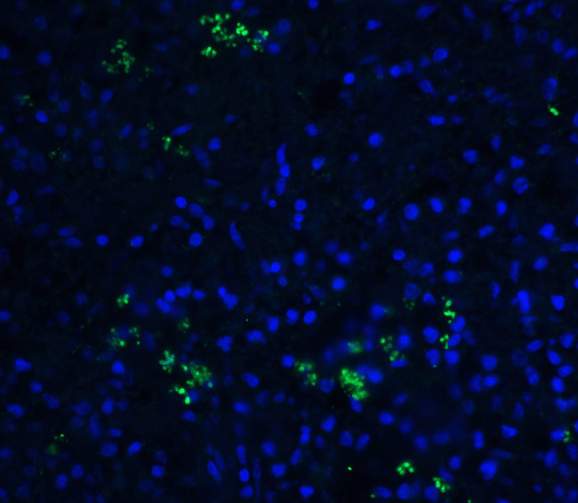 BAFF Antibody in Immunohistochemistry (PFA fixed) (IHC (PFA))