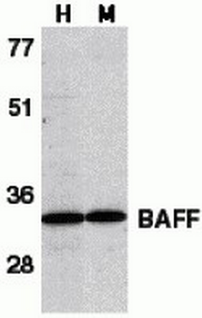 BAFF Antibody in Western Blot (WB)