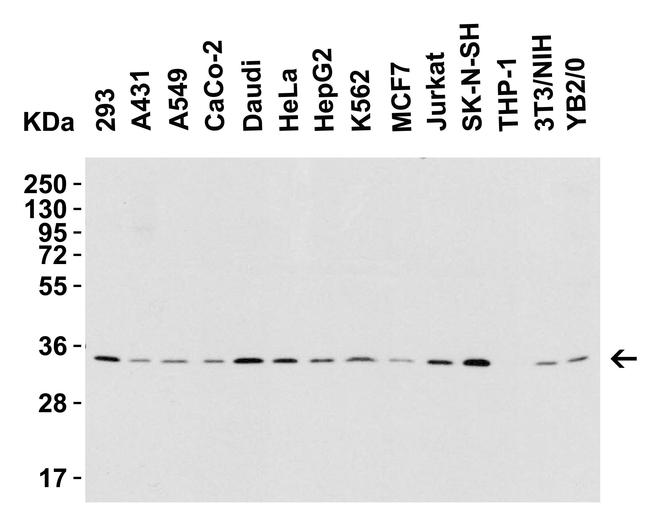 BAFF Antibody in Western Blot (WB)