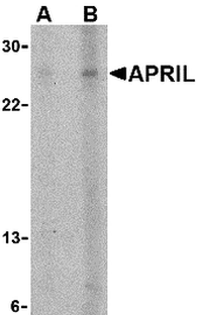 APRIL Antibody in Western Blot (WB)