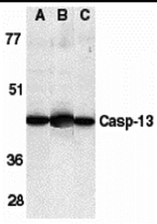 Caspase 13 Antibody in Western Blot (WB)