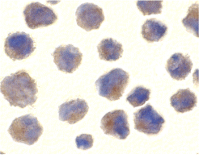 BACE1 Antibody in Immunocytochemistry (ICC/IF)