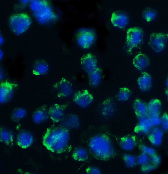 BACE1 Antibody in Immunocytochemistry (ICC/IF)