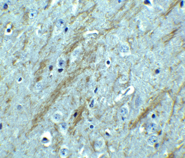 BACE1 Antibody in Immunohistochemistry (Paraffin) (IHC (P))