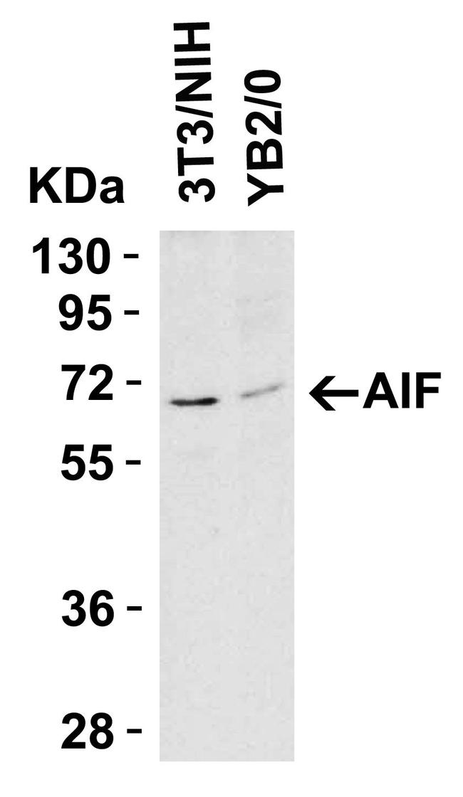 AIF Antibody in Western Blot (WB)