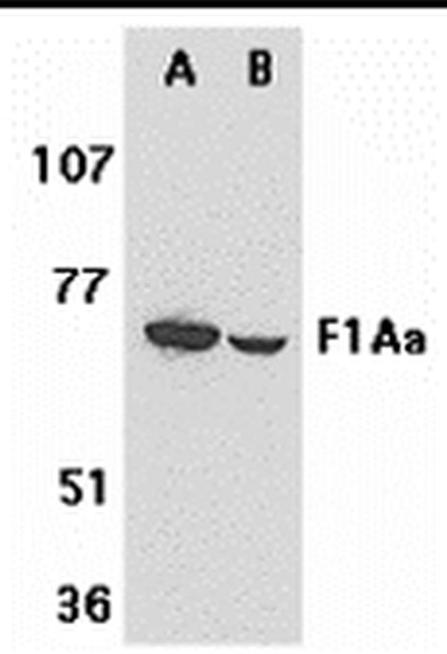 F1A alpha Antibody in Western Blot (WB)