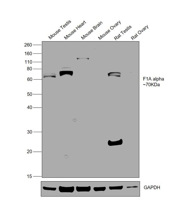 F1A alpha Antibody in Western Blot (WB)