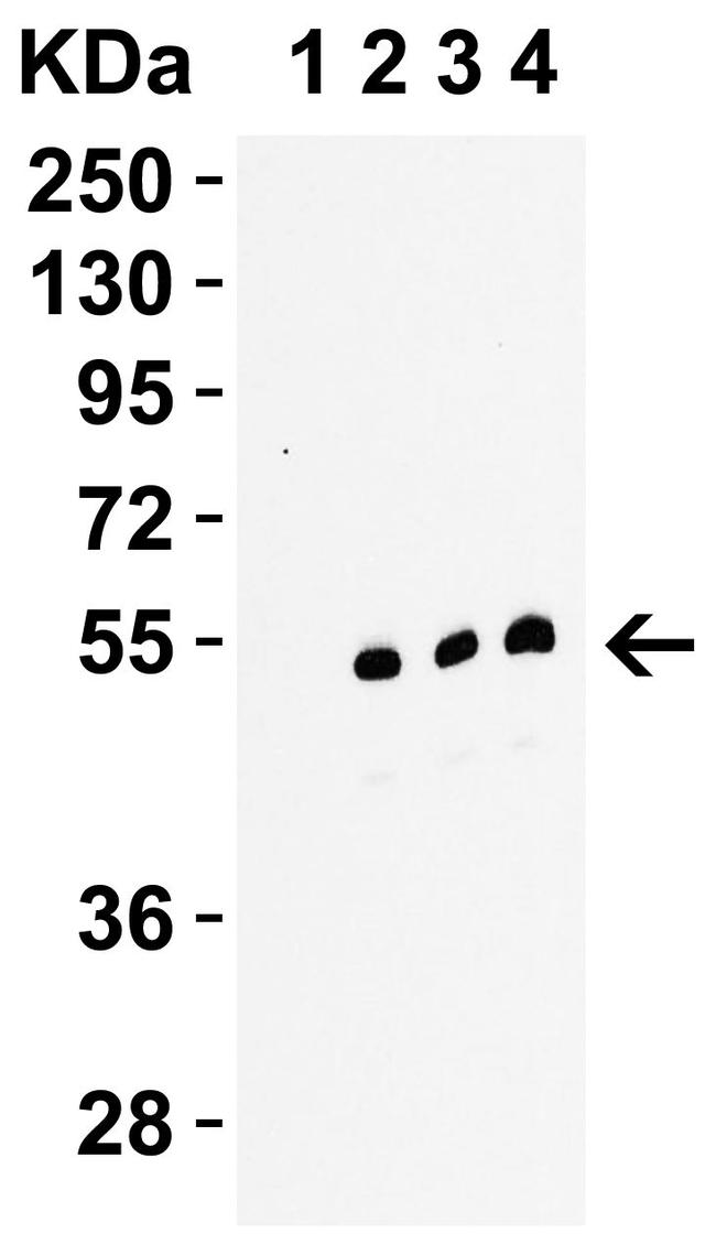 RIP3 Antibody in Western Blot (WB)