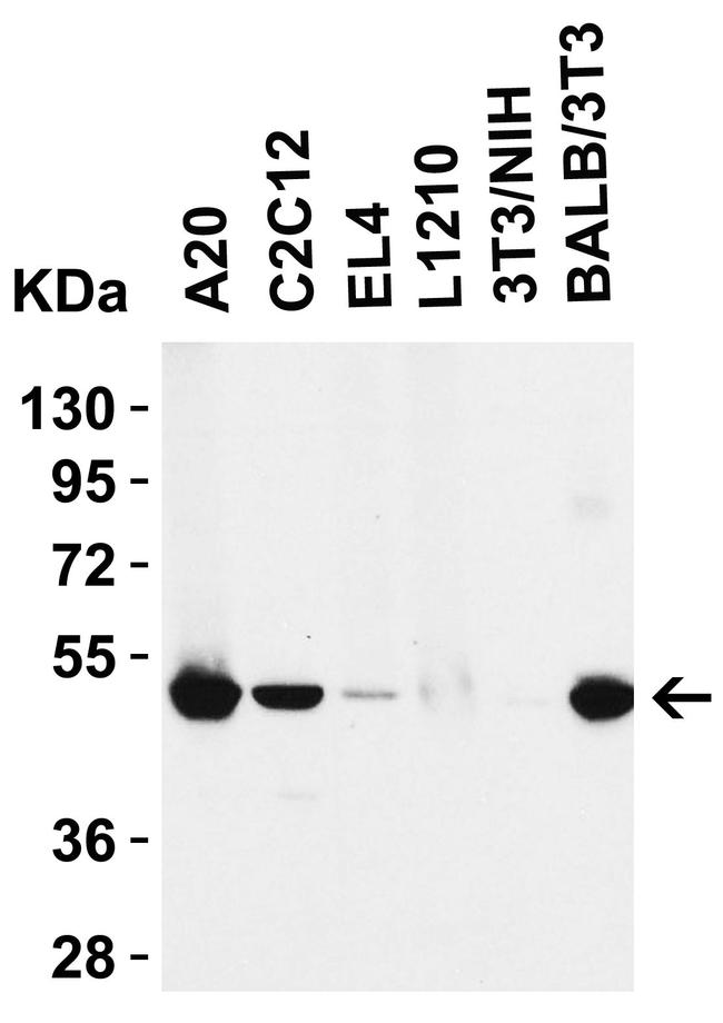 RIP3 Antibody in Western Blot (WB)