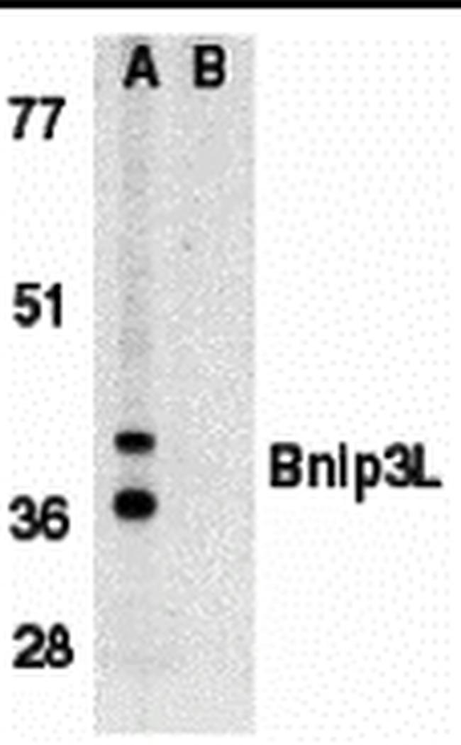 BNIP3L Antibody in Western Blot (WB)