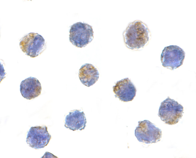 AIF Antibody in Immunocytochemistry (ICC/IF)