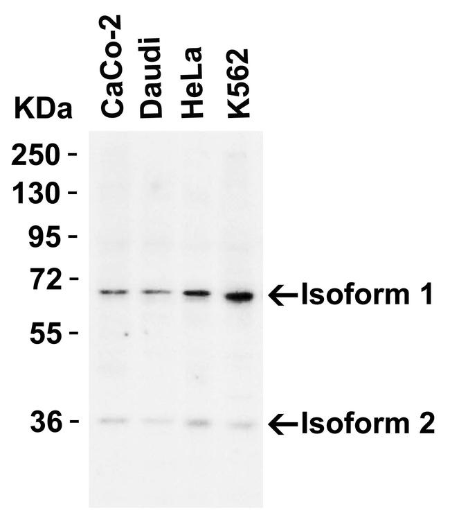 AIF Antibody in Western Blot (WB)