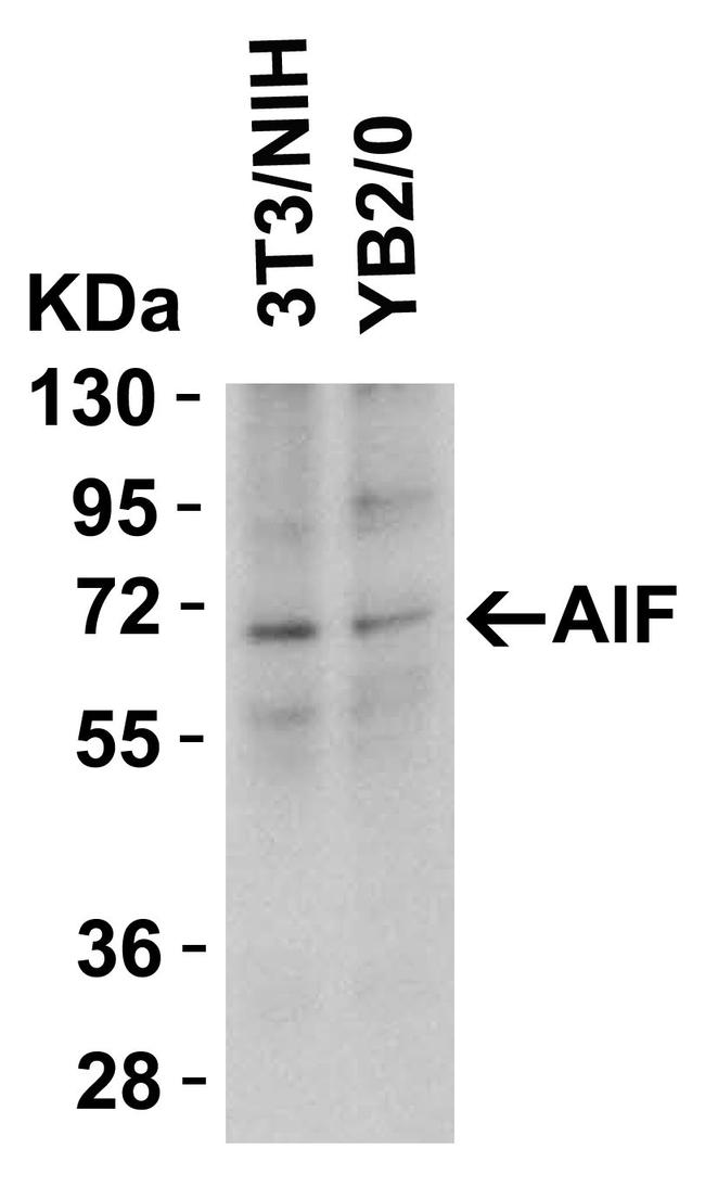 AIF Antibody in Western Blot (WB)