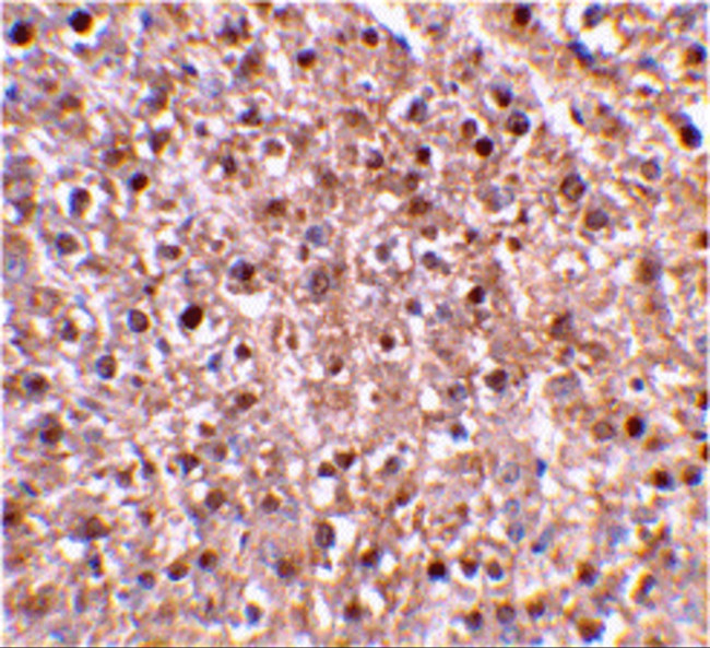 Caspase 12 Antibody in Immunohistochemistry (IHC)