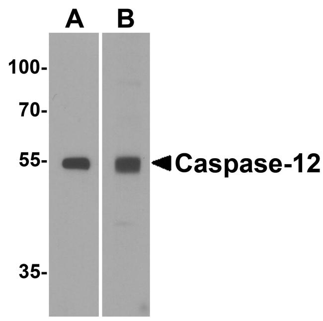 Caspase 12 Antibody in Western Blot (WB)