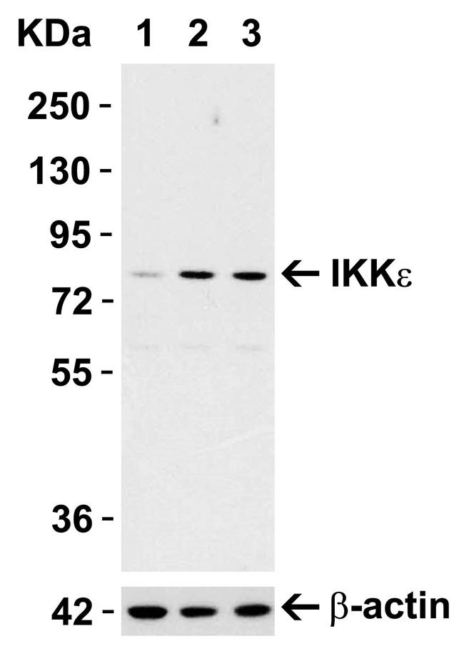 IKK epsilon Antibody in Western Blot (WB)