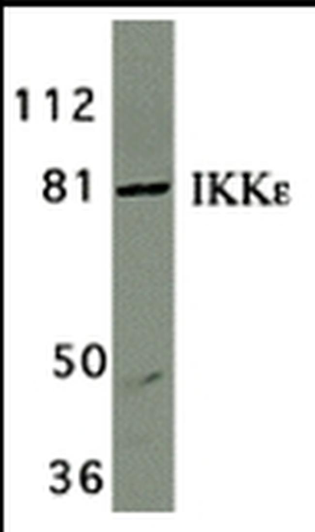 IKK epsilon Antibody in Western Blot (WB)