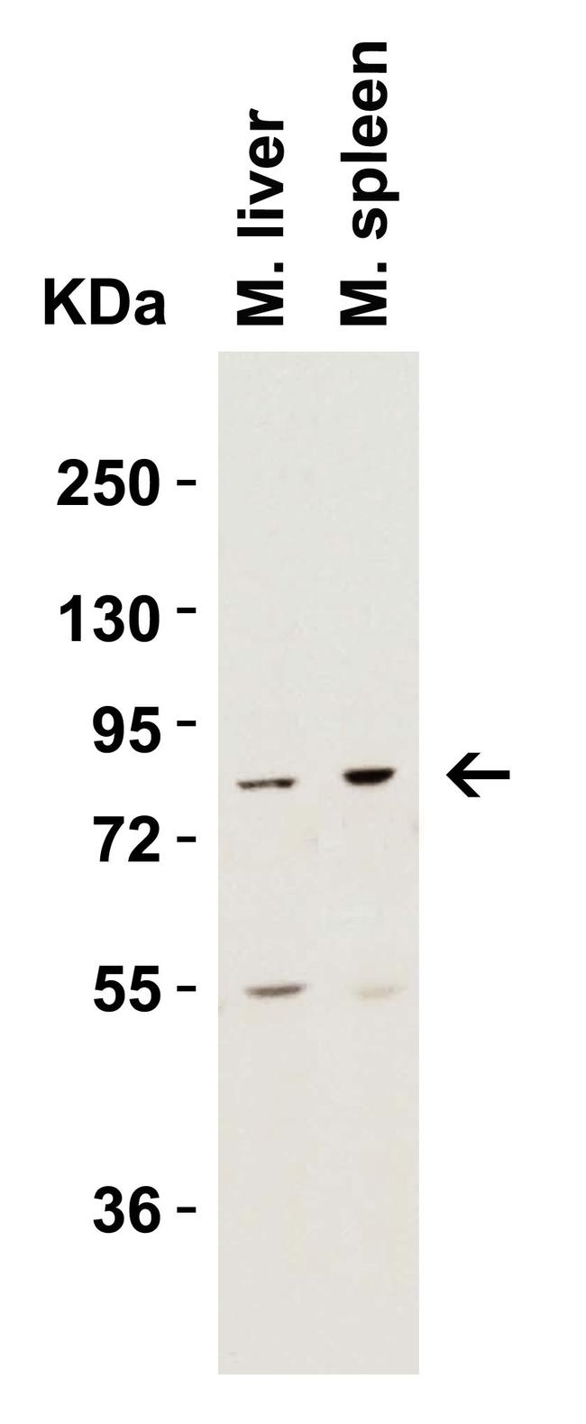 IKK epsilon Antibody in Western Blot (WB)