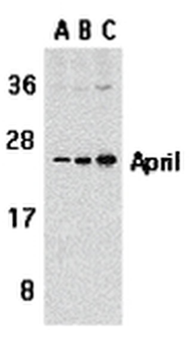 APRIL Antibody in Western Blot (WB)