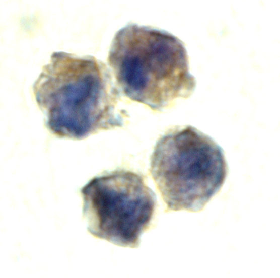 IL-22 Receptor alpha Antibody in Immunocytochemistry (ICC/IF)