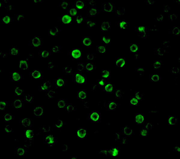 IL-22 Receptor alpha Antibody in Immunocytochemistry (ICC/IF)