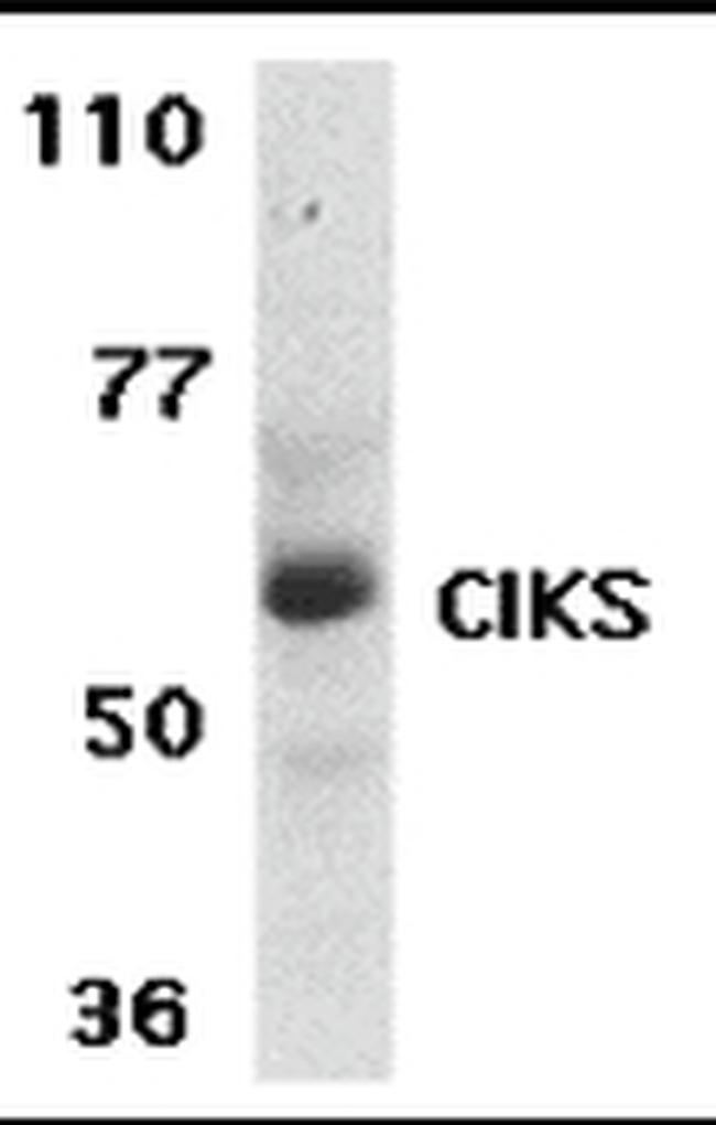 TRAF3IP2 Antibody in Western Blot (WB)