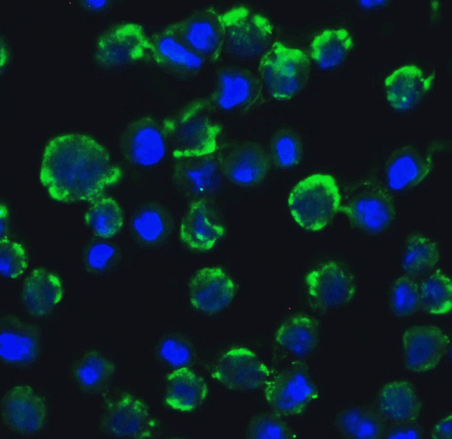 TRAF3IP2 Antibody in Immunocytochemistry (ICC/IF)