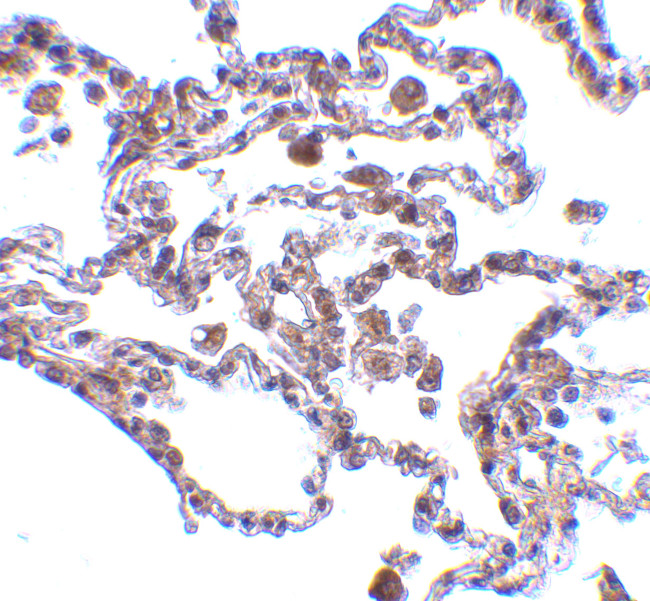 TRAF3IP2 Antibody in Immunohistochemistry (IHC)