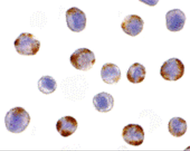 NOD2 Antibody in Immunocytochemistry (ICC/IF)