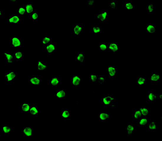 Nudel Antibody in Immunocytochemistry (ICC/IF)