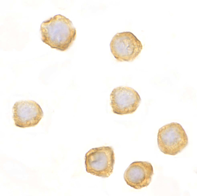 CARD10 Antibody in Immunocytochemistry (ICC/IF)