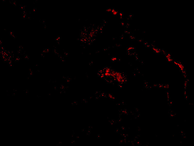 ARTS Antibody in Immunocytochemistry (ICC/IF)